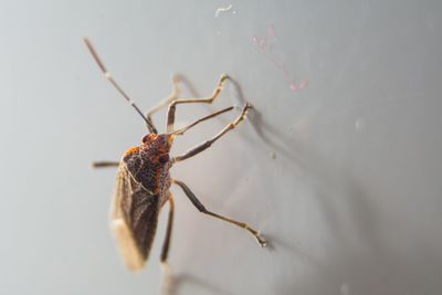 Close-up of spider