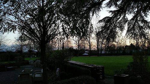 Trees against sky