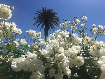 Low angle view of white flowers blooming on tree