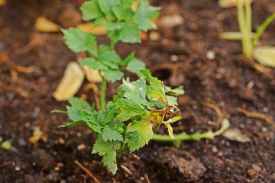 Close-up of plant growing on field