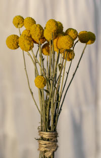 Close-up of yellow flowering plant