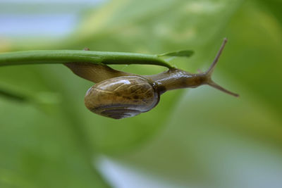 A closeup photograph of a snail on a plant.