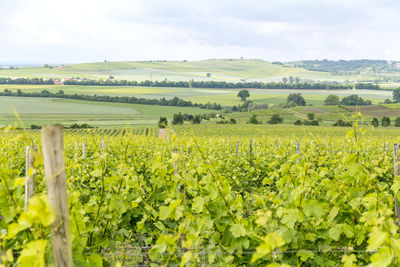 Scenic view of vineyard against sky