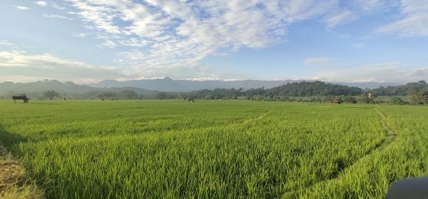 Scenic view of agricultural field against sky