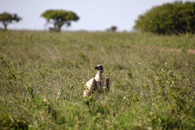 Horse in a field