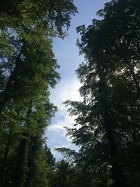 Low angle view of trees in forest against sky