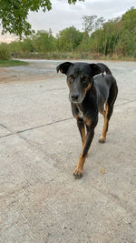 Portrait of dog looking away 