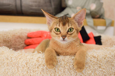 Portrait of  abyssinian cat lying on rug