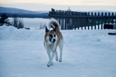 Dog standing in snow on field during winter