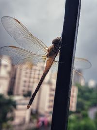 Close-up of dragonfly on plant