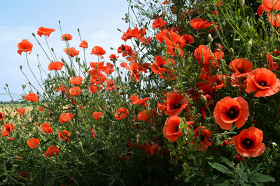 Close-up of red poppy flowers in field