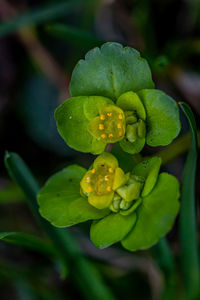 Close-up of wet rose flower