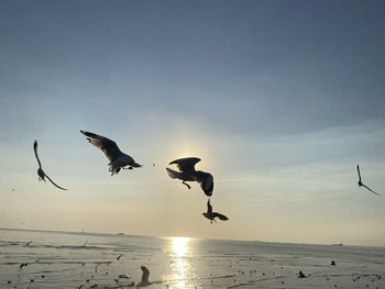 Seagulls flying over beach against sky