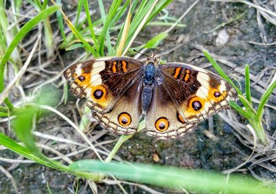 Close-up of butterfly on plant