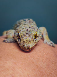 A close-up front shot of gecko on human hand.