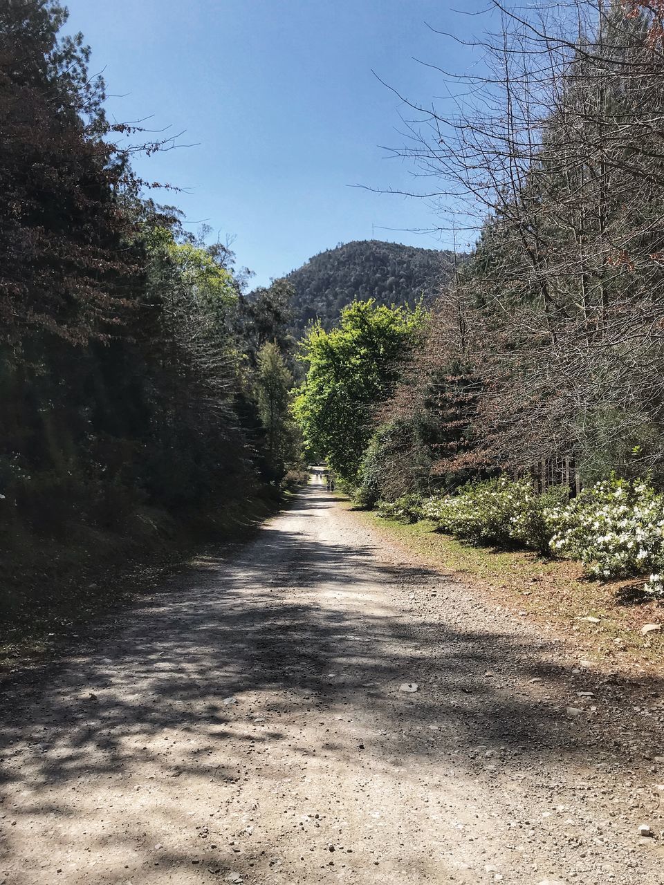 FOOTPATH AMIDST TREES AGAINST SKY