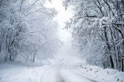Snow covered road amidst trees during winter