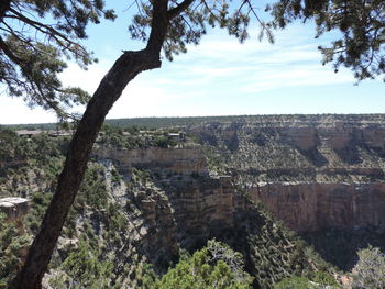 Trees on cliff against sky