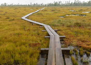  bog landscape with wet trees, grass and bog moss during rain, pedestrian wooden footbridge