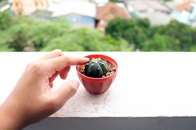 Cropped hand touching potted cactus on railing