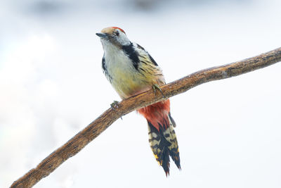 Low angle view of bird perching on branch