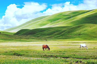 Horses grazing in a field