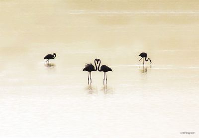 View of birds in lake