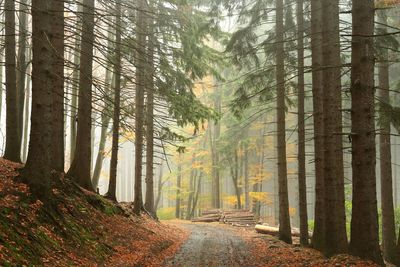 Pine trees in forest during autumn