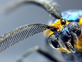 Close-up of spider