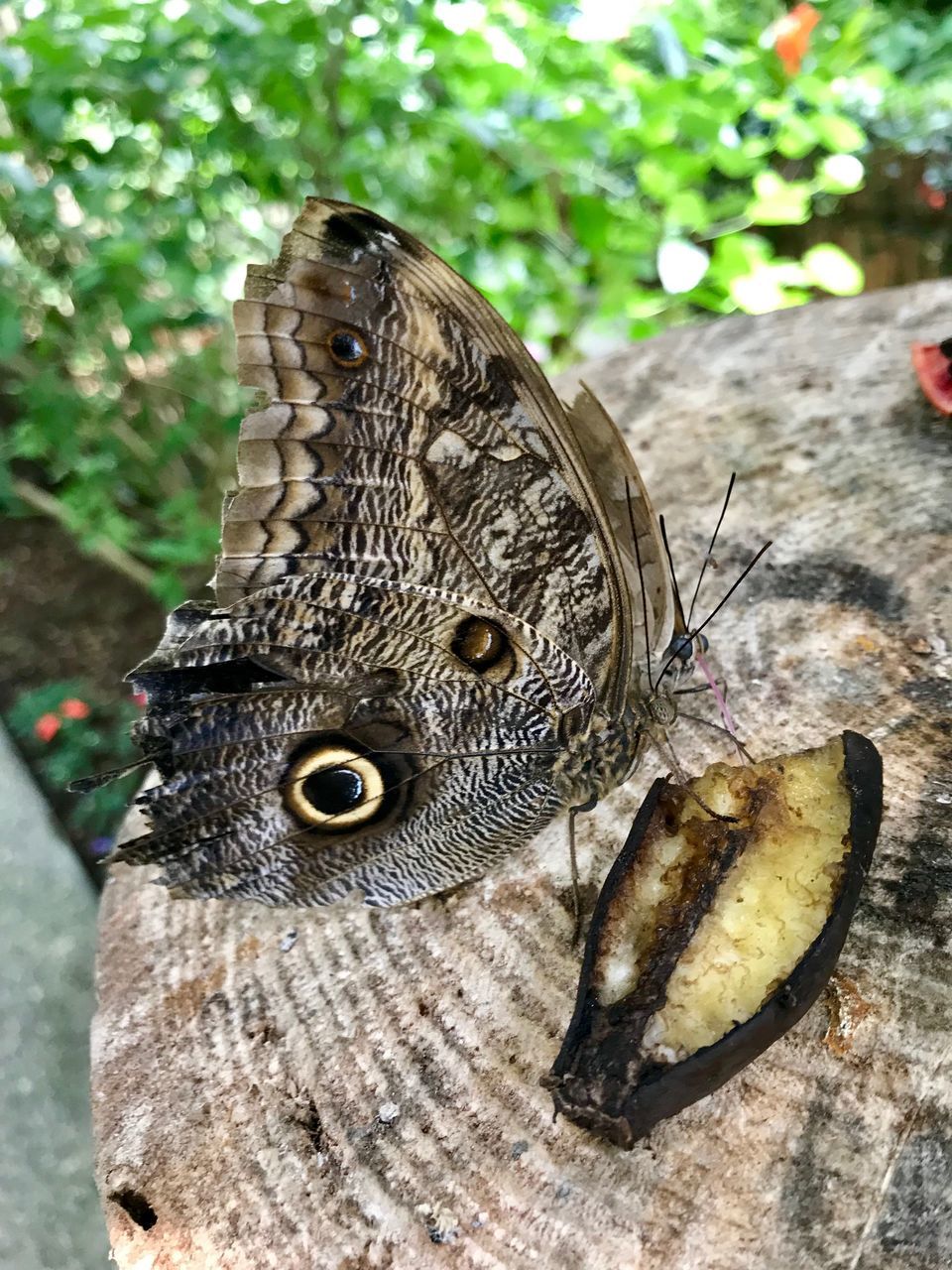 CLOSE-UP OF BUTTERFLY