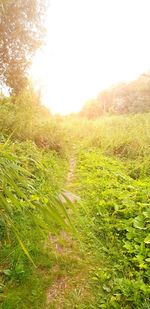 Scenic view of field against clear sky