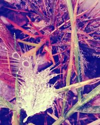 Close-up of plants