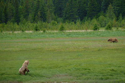 Sheep on grassy field