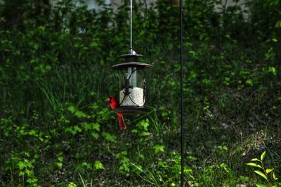 View of bird on wooden post