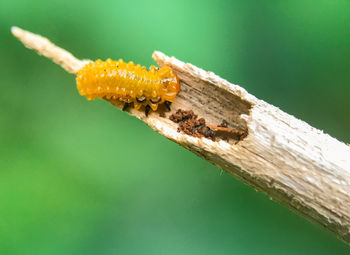 Close-up of insect on plant