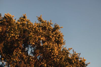 Low angle view of flowering plant against clear sky