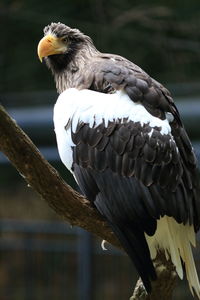 Close-up of eagle perching on branch