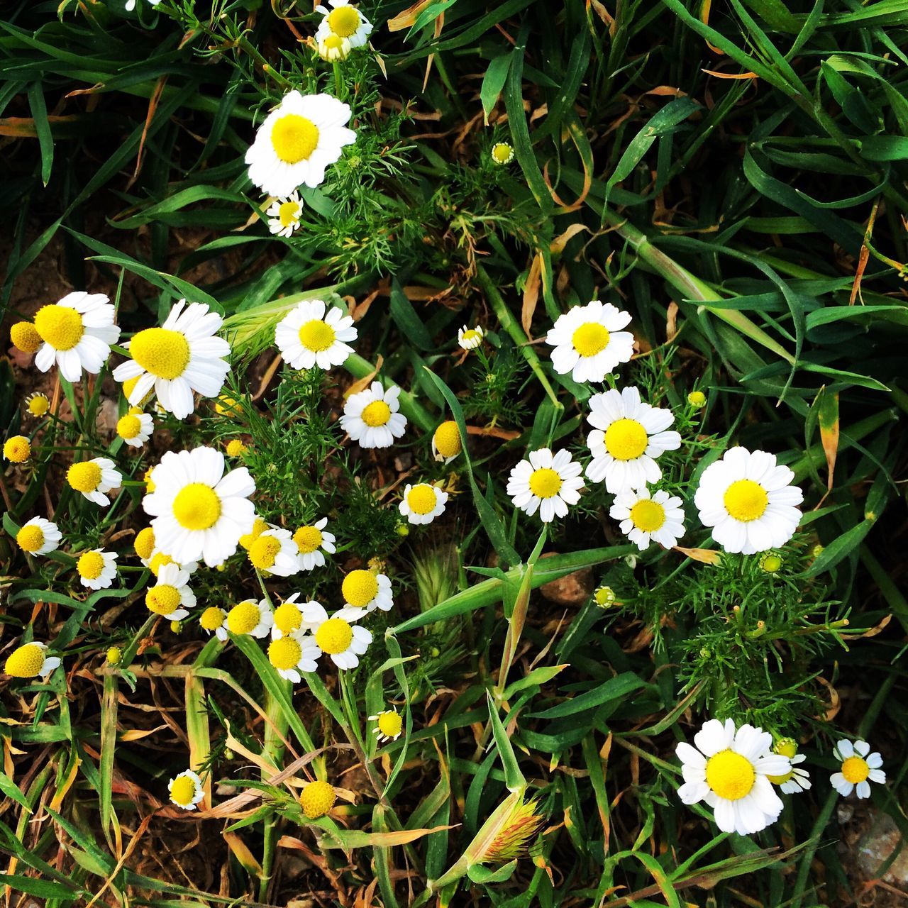 flower, freshness, fragility, petal, daisy, growth, white color, flower head, beauty in nature, yellow, high angle view, blooming, nature, field, plant, green color, in bloom, pollen, white, grass