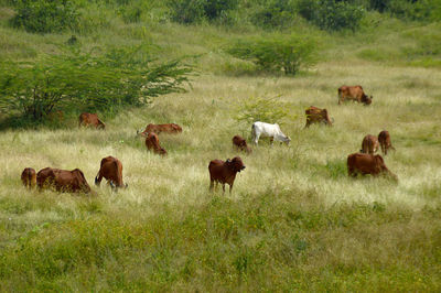 Horses in a field