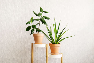 Ficus elastic plant and sansevieria parva kenya hyacinth in a clay terracotta flower pot 