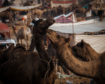 Close-up of a horses