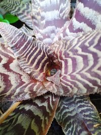 High angle view of insect on leaf