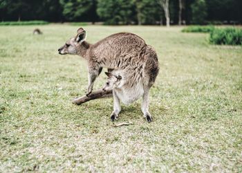 Kangaroo carrying joey on grassy field