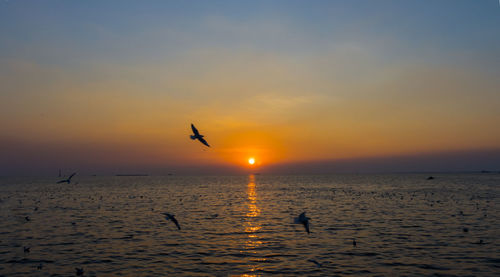 Silhouette birds flying over sea against sky during sunset