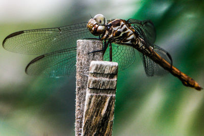 Close-up of dragonfly on wood