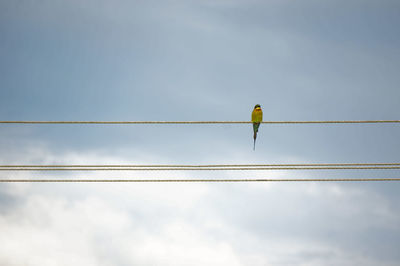 A tropical bird sitting on power lines with a cloudy sky in the back