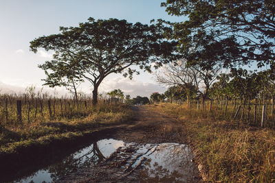 Trees on field against sky