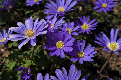 Low angle close up purple flowers in grass anemone blanda aka grecian windflowers