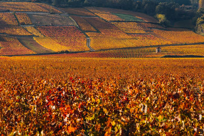Scenic view of agricultural field
