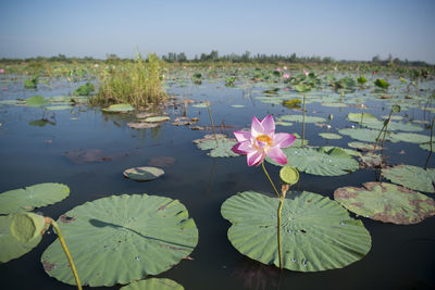 Lotus water lilies floating at lake against sky